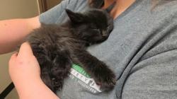 Shelter Stray Male Cat last seen Near River Rd Lake Aspen Apartments, City of Yakima, WA, 2405 W Birchfield Rd, Yakima, WA 98901, USA