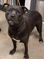 Shelter Stray Female Dog last seen 10304 Miles # 503, 4th District, OH, 9203 Detroit Ave, Cleveland, OH 44102, USA