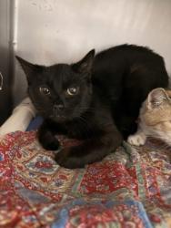 Shelter Stray Female Cat last seen Quince St, City of Yakima, WA, 2405 W Birchfield Rd, Yakima, WA 98901, USA
