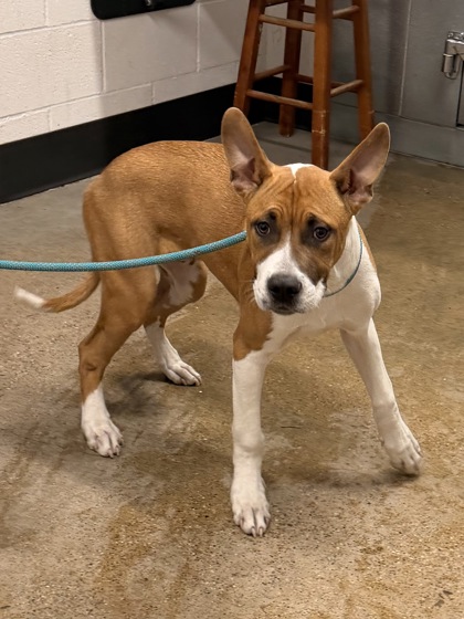 Shelter Stray Male Dog last seen Near E 124, 5th District, OH, 9203 Detroit Ave, Cleveland, OH 44102, USA