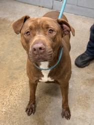 Shelter Stray Female Dog last seen Near Royal, 5th District, OH, 9203 Detroit Ave, Cleveland, OH 44102, USA