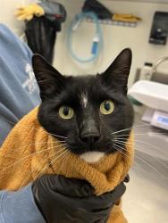 Shelter Stray Male Cat last seen Near block of S Warsaw St, Seattle, WA, 2061 15th Ave W, Seattle, WA 98119, USA