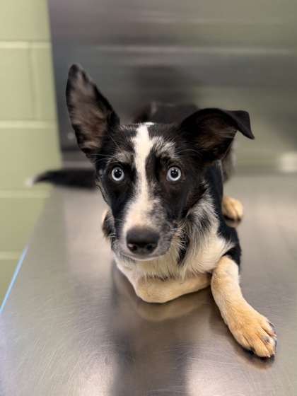 Shelter Stray Female Dog last seen Near Park St, Gregg County, TX, 303 H G Mosley Pkwy, Longview, TX 75604, USA
