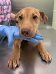 Shelter Stray Female Dog last seen Near Park St, Gregg County, TX, 303 H G Mosley Pkwy, Longview, TX 75604, USA