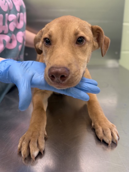 Shelter Stray Female Dog last seen Near Park St, Gregg County, TX, 303 H G Mosley Pkwy, Longview, TX 75604, USA