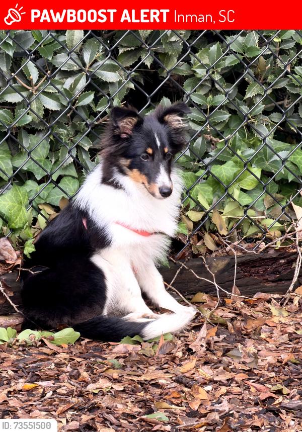 Lost Female Dog last seen Newcut rd, Inman, SC 29349
