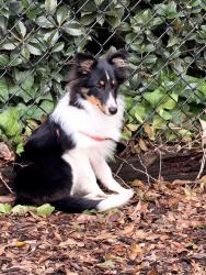 Lost Female Dog last seen Newcut rd, Inman, SC 29349