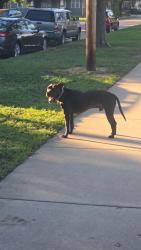 Reunited Male Dog last seen 34th & Everett St, Wichita, KS 67217