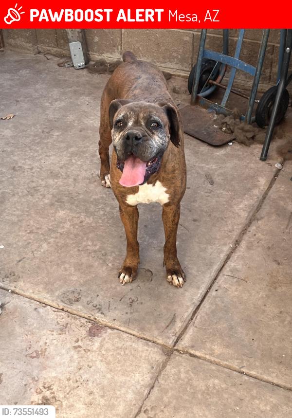 Lost Female Dog last seen Alma school and 8th ave, Mesa, AZ 85202