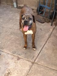 Lost Female Dog last seen Alma school and 8th ave, Mesa, AZ 85202