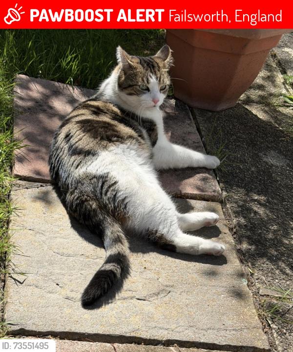 Lost Male Cat last seen Windsor Road / Hulmes Road M35, Failsworth, England 