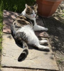 Lost Male Cat last seen Windsor Road / Hulmes Road M35, Failsworth, England 