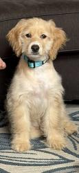 Reunited Male Dog last seen SW Dean Drive, Grain Valley, MO 64029