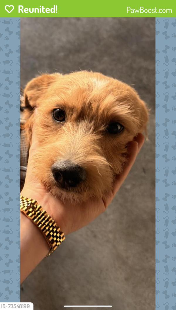 Reunited Male Dog last seen Near S Hollywood Blvd, Las Vegas, NV 89142, USA, Las Vegas, NV 89142