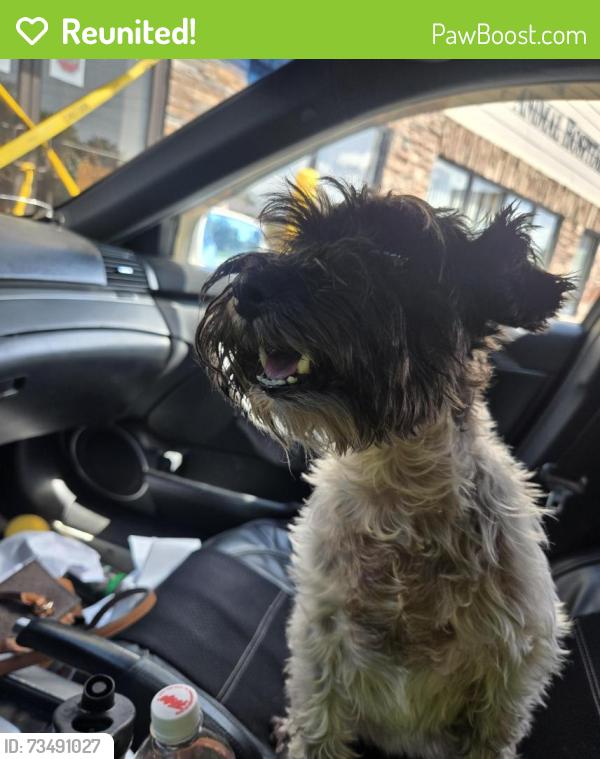 Reunited Female Dog last seen Irewick and lochwick, Louisville, KY 40272