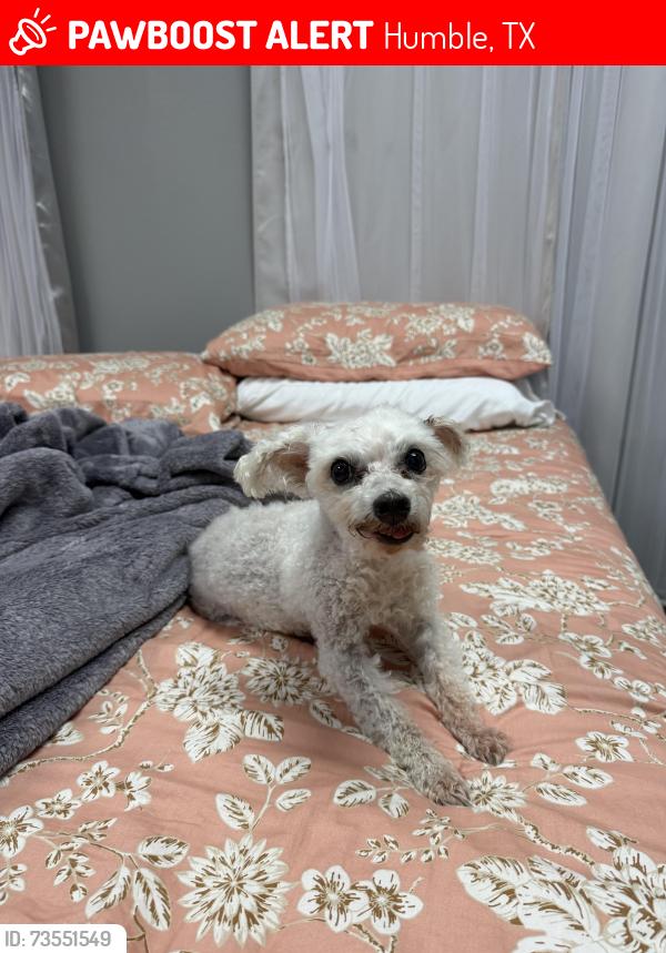 Lost Female Dog last seen Near 701 1st St E & FM 1960, Humble, TX 77338