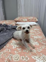 Lost Female Dog last seen Near 701 1st St E & FM 1960, Humble, TX 77338