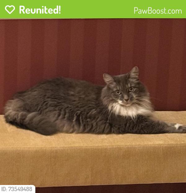 Reunited Female Cat last seen Utah flts drive, Austin, TX 78727