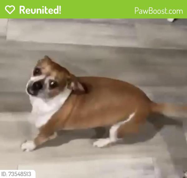 Reunited Male Dog last seen Near Sw Catskills dr Port Saint Lucie, Port St. Lucie, FL 34953