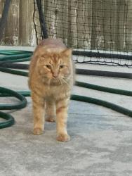 Reunited Unknown Cat last seen Crawford Farms, Fort Worth, TX 76244
