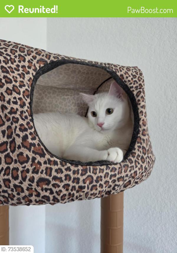 Reunited Male Cat last seen Near Lagos pond, Manor, TX 78653