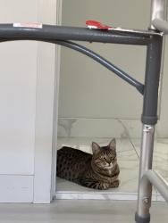 Lost Female Cat last seen Near W Palmer Ave Glendale CA 91204 United States, Glendale, CA 91204