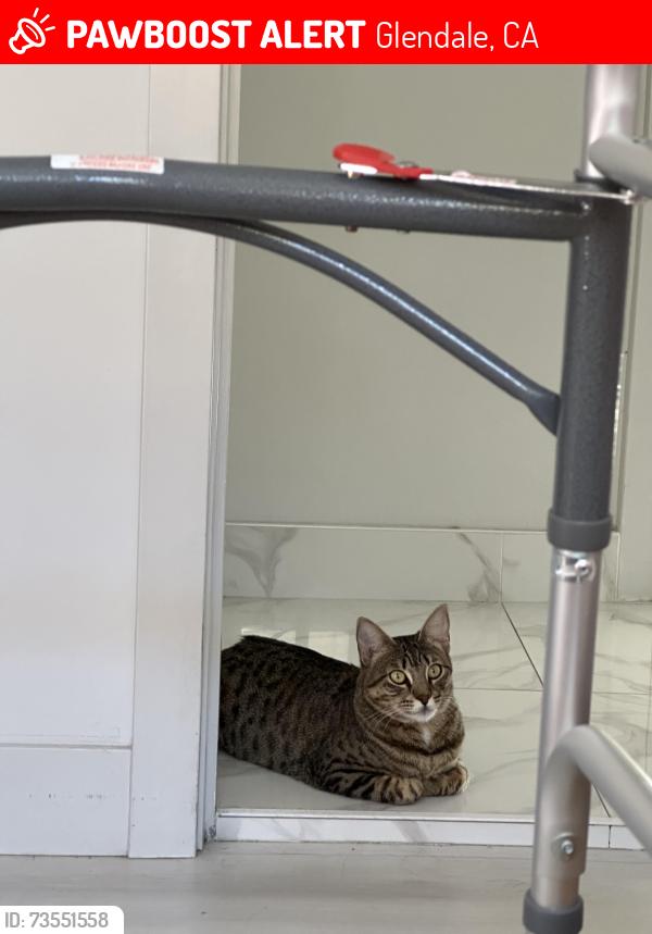 Lost Female Cat last seen Near W Palmer Ave Glendale CA 91204 United States, Glendale, CA 91204