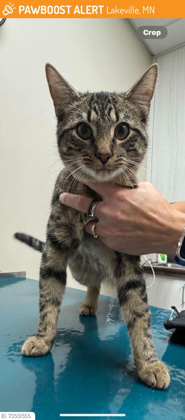 Found/Stray Male Cat last seen Embers, Lakeville, MN 55044