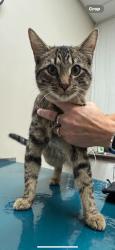 Found/Stray Male Cat last seen Embers, Lakeville, MN 55044