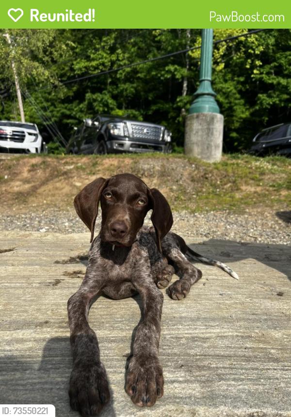 Reunited Female Dog last seen N clear Creek rd, Henderson County, NC 28792