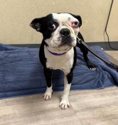 Shelter Stray Male Dog last seen Oceanside, CA, 92058, Oceanside, CA 92058, USA