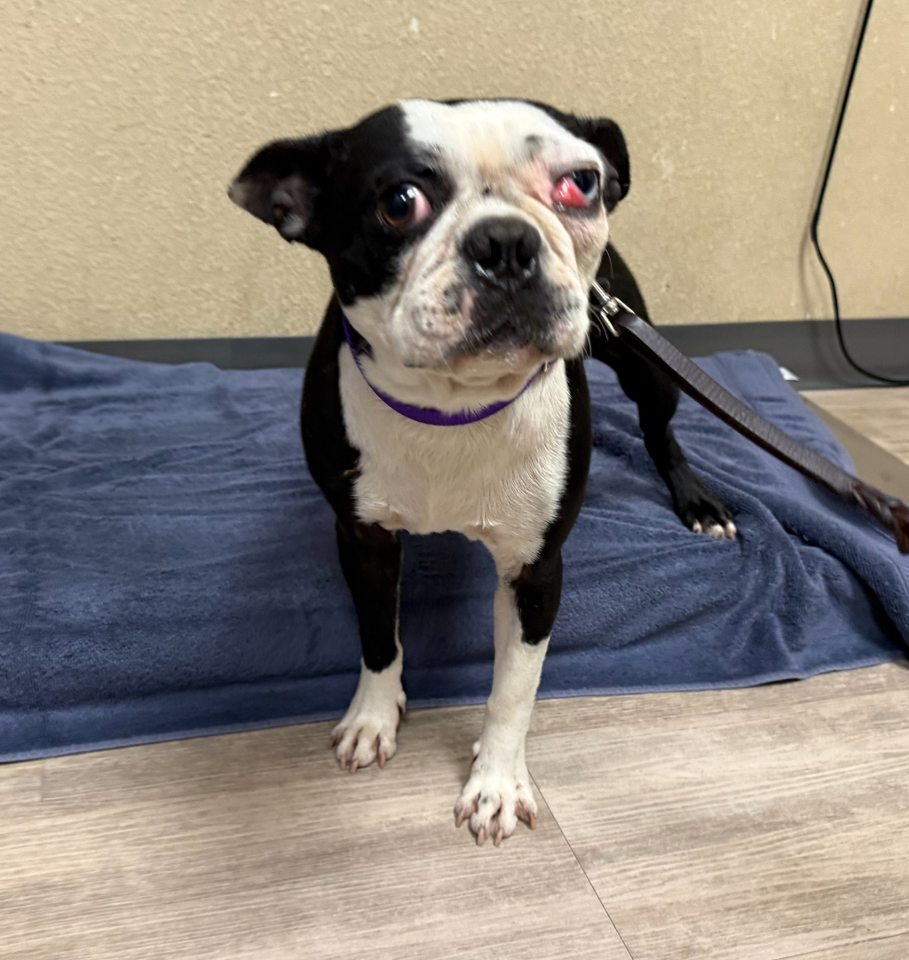 Shelter Stray Male Dog last seen Oceanside, CA, 92058, Oceanside, CA 92058, USA