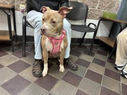 Shelter Stray Female Dog last seen left at home, BRONX, NY, 10469, 326 E 110th St, New York, NY 10029, USA