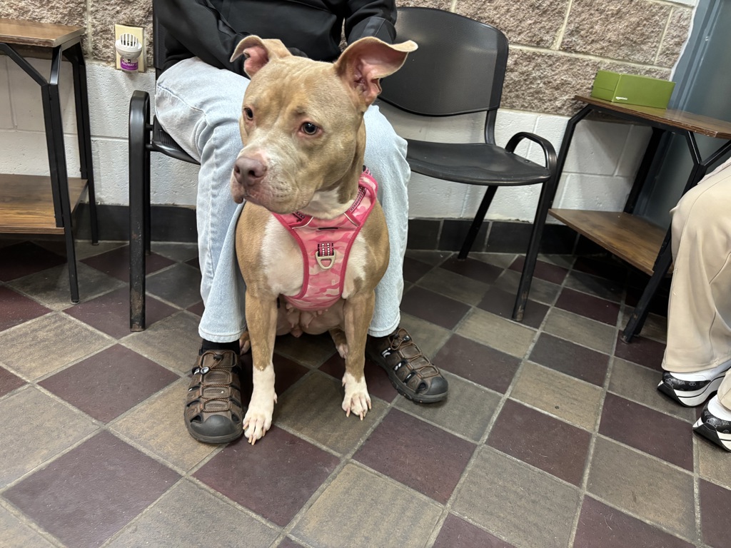Shelter Stray Female Dog last seen left at home, BRONX, NY, 10469, 326 E 110th St, New York, NY 10029, USA