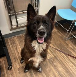 Shelter Stray Male Dog last seen Near Palm Avenue, San Diego, CA, 92154, 5500 Gaines St, San Diego, CA 92110, USA