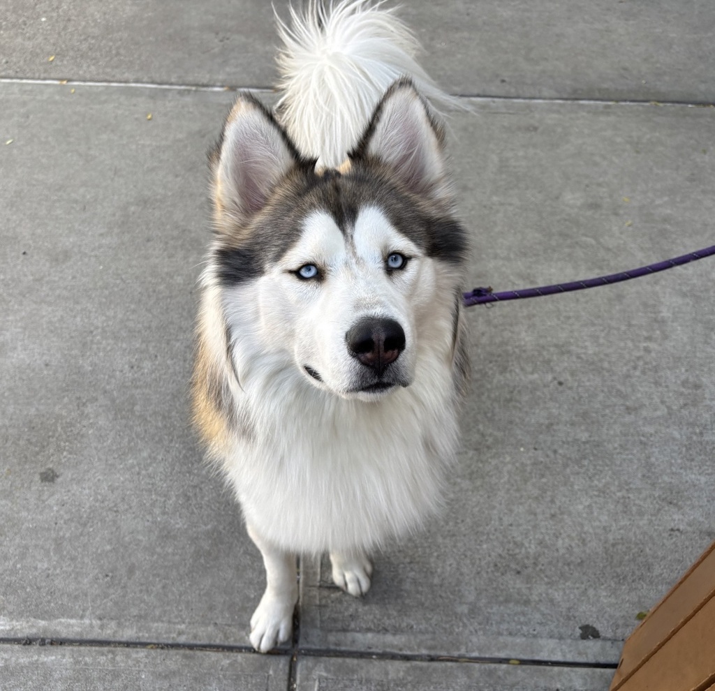 Shelter Stray Male Dog last seen Near st, NEW YORK, NY, 10029, 326 E 110th St, New York, NY 10029, USA