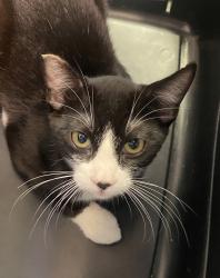 Shelter Stray Male Cat last seen Near Imperial Avenue, San Diego, CA, 92114, 5500 Gaines St, San Diego, CA 92110, USA