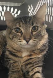Shelter Stray Female Cat last seen Near Imperial Avenue, San Diego, CA, 92114, 5500 Gaines St, San Diego, CA 92110, USA