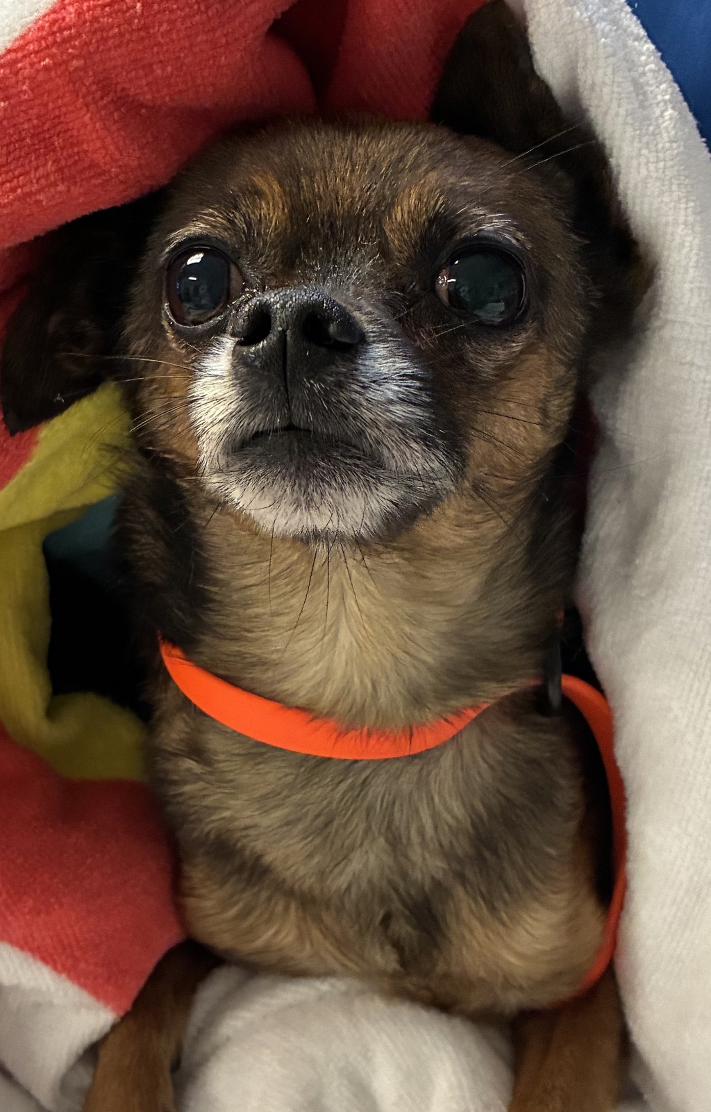 Shelter Stray Male Dog last seen SE Division st and SE 167th ave, OR, 1700 W Historic Columbia River Hwy, Troutdale, OR 97060, USA