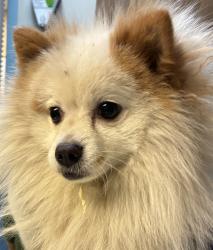 Shelter Stray Male Dog last seen N Kerby Ave & N Failing St, PORTLAND, OR, 97227, 1700 W Historic Columbia River Hwy, Troutdale, OR 97060, USA