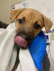 Shelter Stray Female Dog last seen SE Olympia Dr & NE 4th St, VANCOUVER, WA, 98684, 1100 NE 192nd Ave, Vancouver, WA 98684, USA