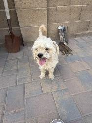 Lost Male Dog last seen Alma school and 8th ave, Mesa, AZ 85202
