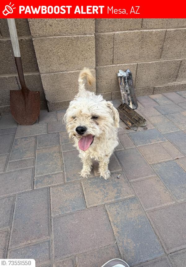 Lost Male Dog last seen Alma school and 8th ave, Mesa, AZ 85202