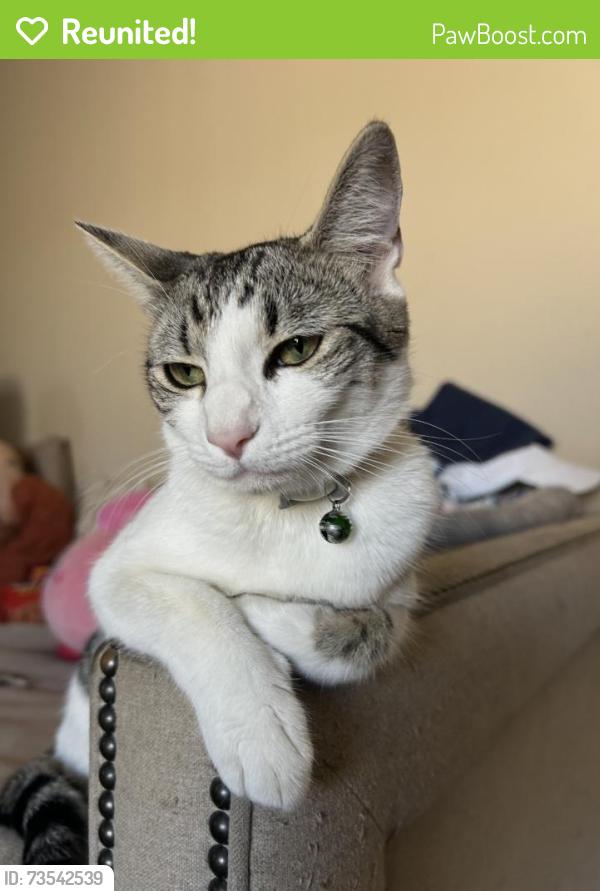Reunited Female Cat last seen Carlton Ln and Buchanan Rd, Antioch, CA 94509