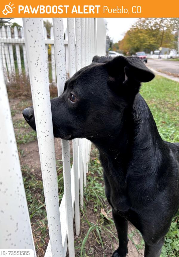 Found/Stray Unknown Dog last seen Newman and Collins, Pueblo, CO 81005