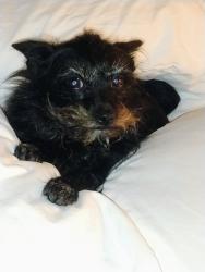 Reunited Female Dog last seen idk, Winter Park, FL 32789