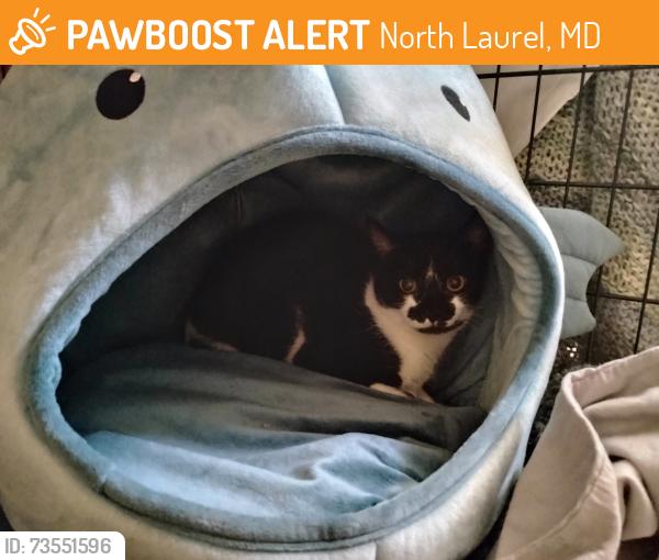 Found/Stray Female Cat last seen Hughes Ave and Gross Ave, North Laurel, MD 20723