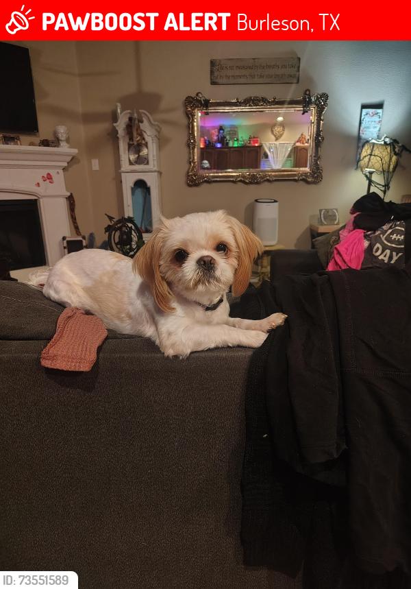 Lost Male Dog last seen Mourning Dove drive, Burleson, TX 76028