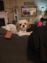 Lost Male Dog last seen Mourning Dove drive, Burleson, TX 76028