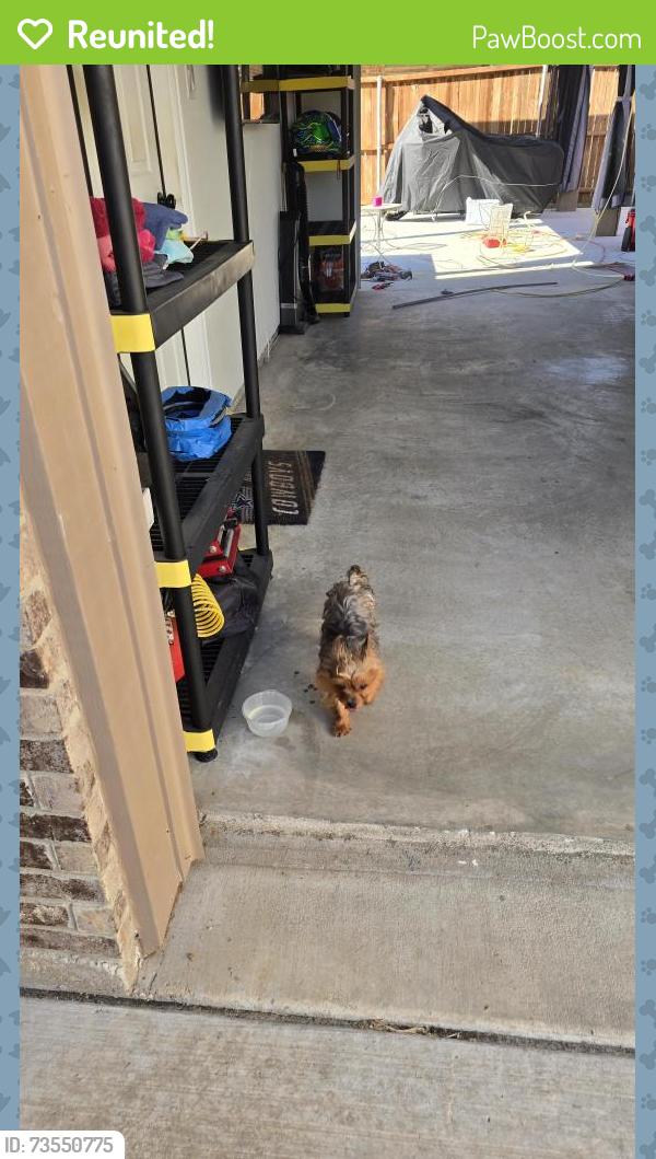 Reunited Male Dog last seen Bonita and Playa Norte, Grand Prairie, TX 75054